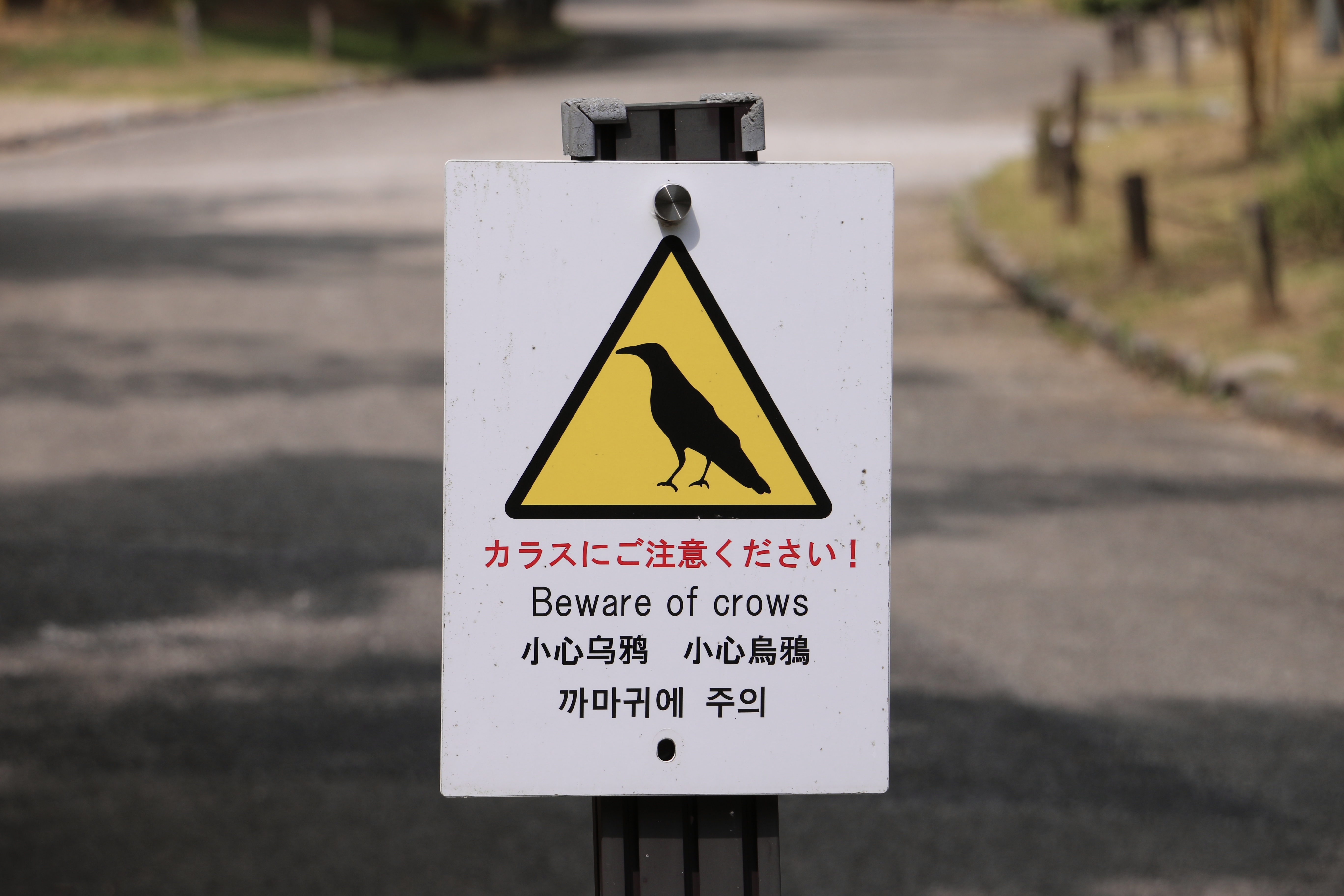 Beware of crows